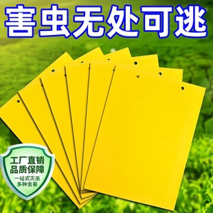 双面粘虫黄板诱虫板柑橘子树瓜果实蝇果园针蜂大棚蓟马苍蝇 新款