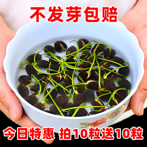 混色碗莲种子水培植物花卉种籽