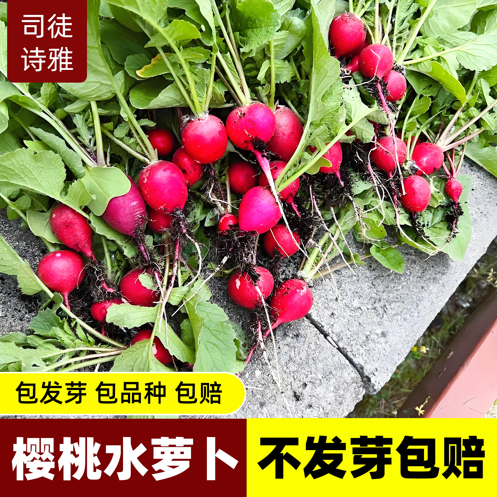 红萝卜种子樱桃萝卜种籽四季播种