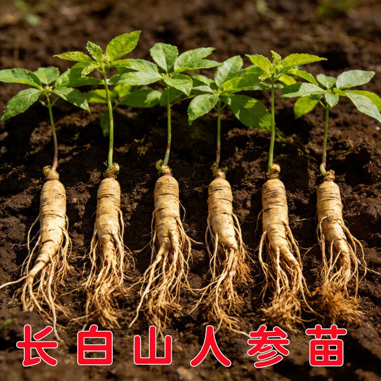人参盆栽长白山人参苗带土苗子野山参大苗种植泡酒鲜人参种苗正宗