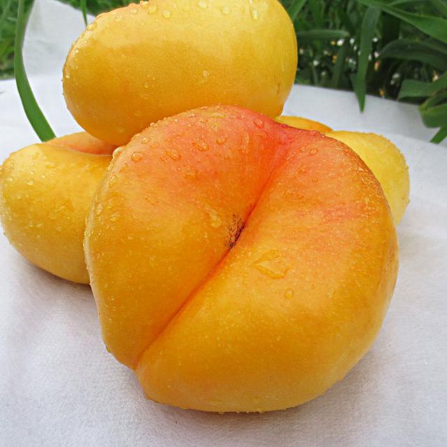 保真正宗彩虹蟠桃扁桃黄桃油蟠桃山东蒙阴蜜桃子新鲜水果
