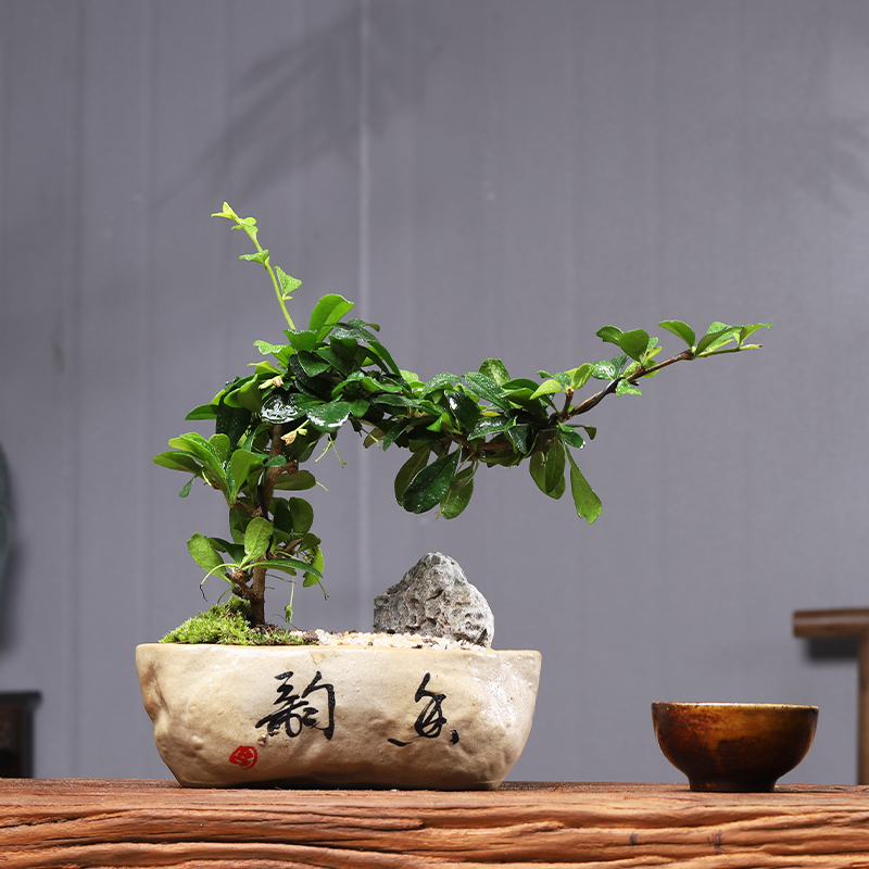 福建茶绿植室内树桩盆景客厅悬崖造型小叶黄杨小盆栽老桩四季常青