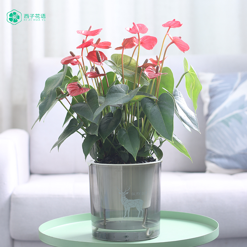 懒人花盆自动吸水家用塑料轻奢高级感水培绿萝多肉大绿箩盆栽耐用