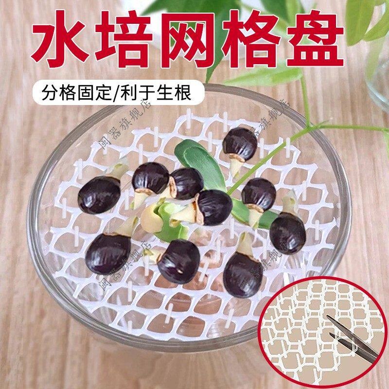 水培网格盘阳台无土栽培保湿透气育苗盘水培桃子荔枝茨菇固定支架