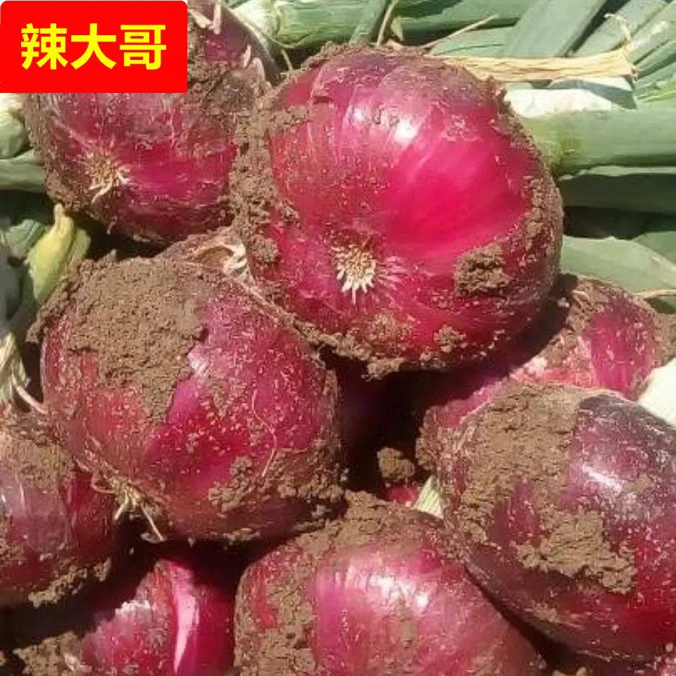 云南水果洋葱新鲜10斤紫皮洋葱大小圆葱头农家蔬菜生吃甜脆多汁