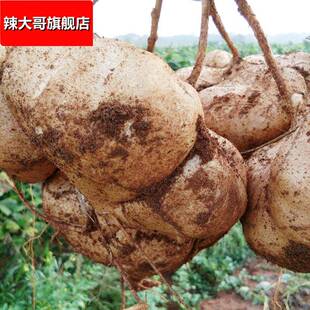贵州新鲜地萝卜凉薯现挖地瓜萝卜大果农家特产清甜水果沙葛土番薯