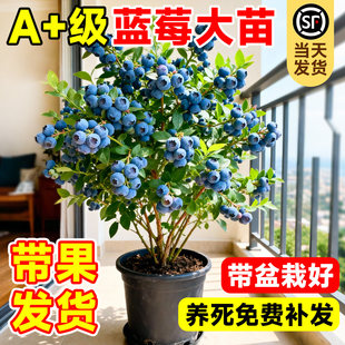 蓝莓树果苗盆栽特大号室内外蓝梅苗地栽阳台四季南北方种植果树苗