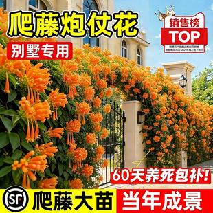 特大号炮仗花树苗中华凌霄花盆栽庭院阳台攀援爬藤植物四季大花卉