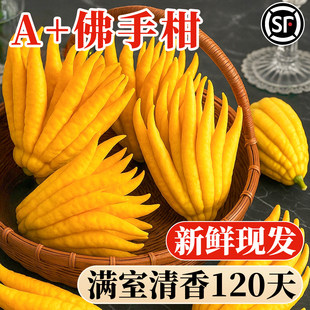 佛手柑鲜果水培植物闻香观赏摆件香薰云南天然水养香橼可食用插花