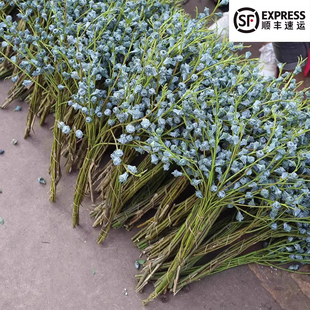 高品质云南新鲜尤加利果鲜花配花木本鲜切枝同城配送水养可做干花