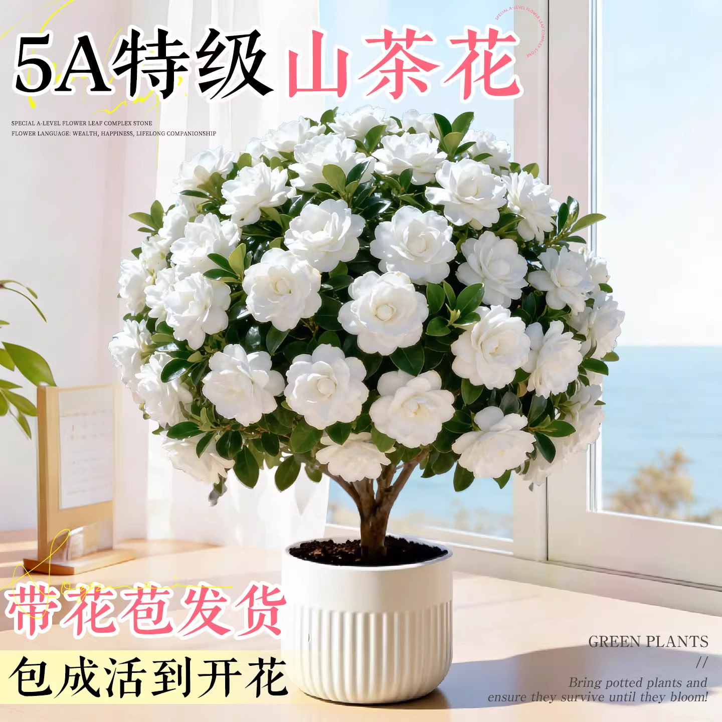 茶花盆栽带花苞树苗四季开花特大号名贵山茶花香妃十八学士红赤丹,鲜花速递/花卉仿真/绿植园艺,绿植,淘宝优惠券,粉丝福利购,淘宝优惠卷