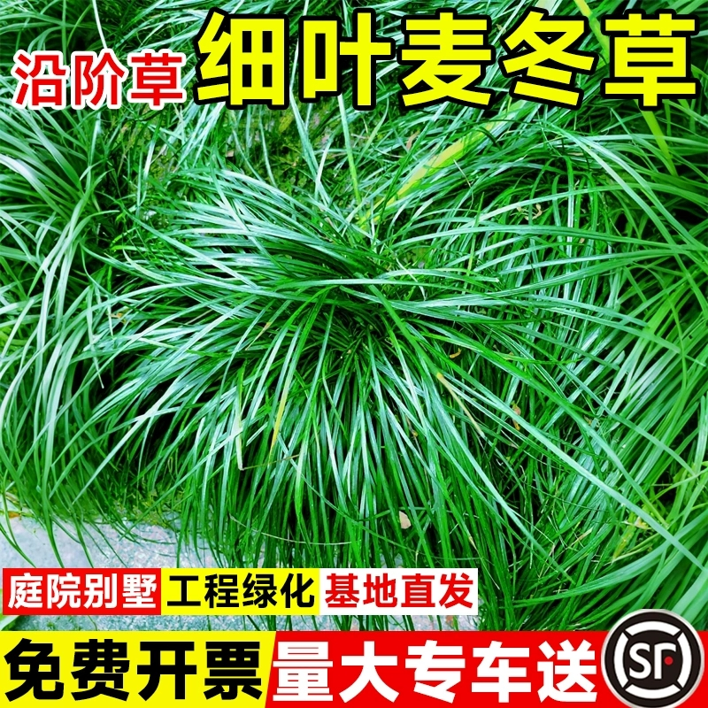 细叶麦冬草庭院绿化耐阴耐寒