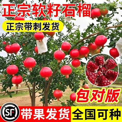 石榴树树苗软籽无籽果苗四季结果