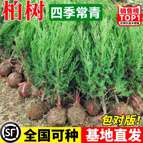 松柏树苗四季常青柏树塔柏侧柏大号树苗道路绿化易活好养圆柏松树