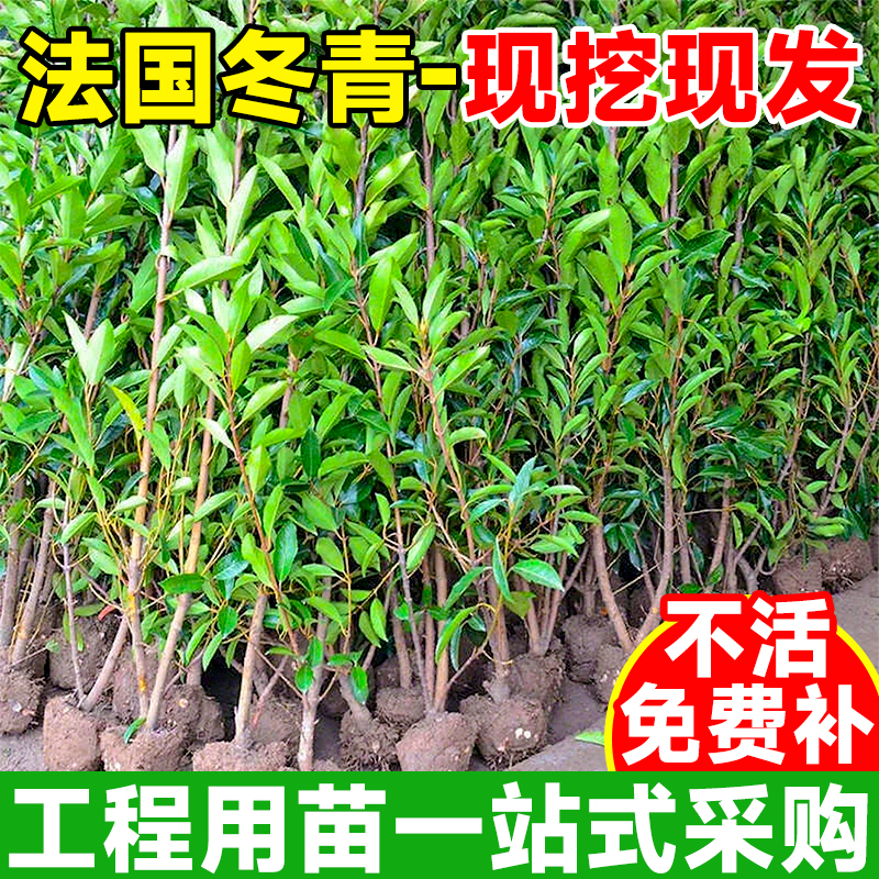 好养易活带土球围墙植物四季常青