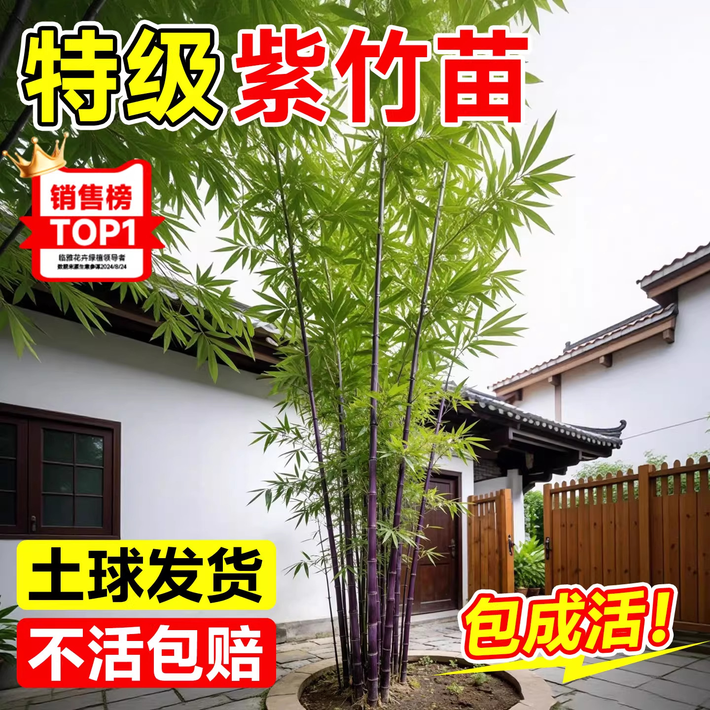 紫竹苗矮化观赏紫竹老根庭院室外耐寒热竹子苗盆栽紫气东来竹绿植