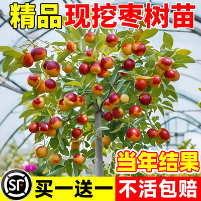 枣树活苗嫁接特大庭院冬枣树盆栽