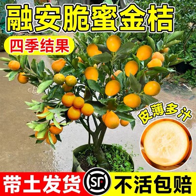 金桔树苗四季可食用盆栽