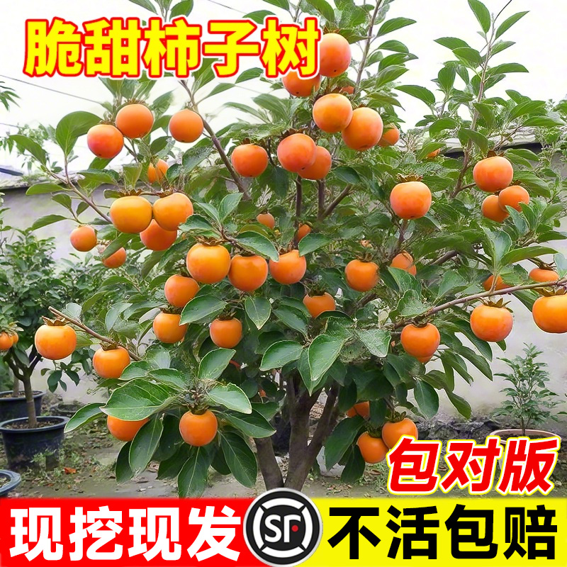 脆甜柿子果树苗无核柿特大庭院