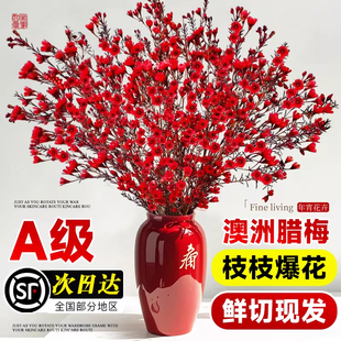 澳洲腊梅鲜花水培鲜枝干枝室内插花年宵花卉植物过年真花蜡梅鲜切