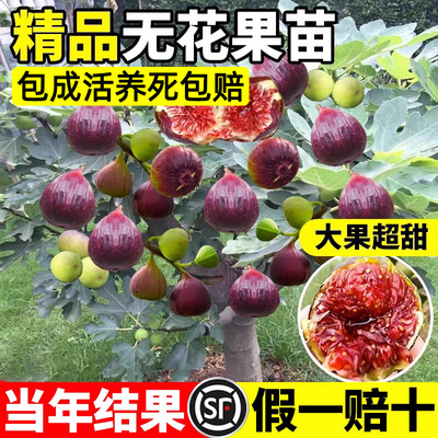 无花果树果苗特大果当年结果