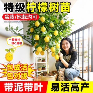 柠檬树苗正宗香水尤力克柠檬果树南北方阳台庭院盆栽带土带叶盆栽