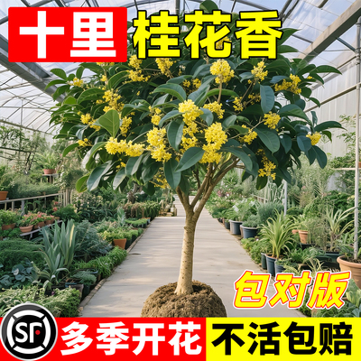 桂花树苗八月桂金桂庭院别墅