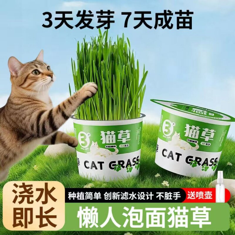 猫草盆栽懒人泡面猫草种植助化毛