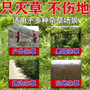 凌霄花克星除灌木爬山虎药除藤蔓杂草烂根剂杀石藤爬山虎拉拉秧S