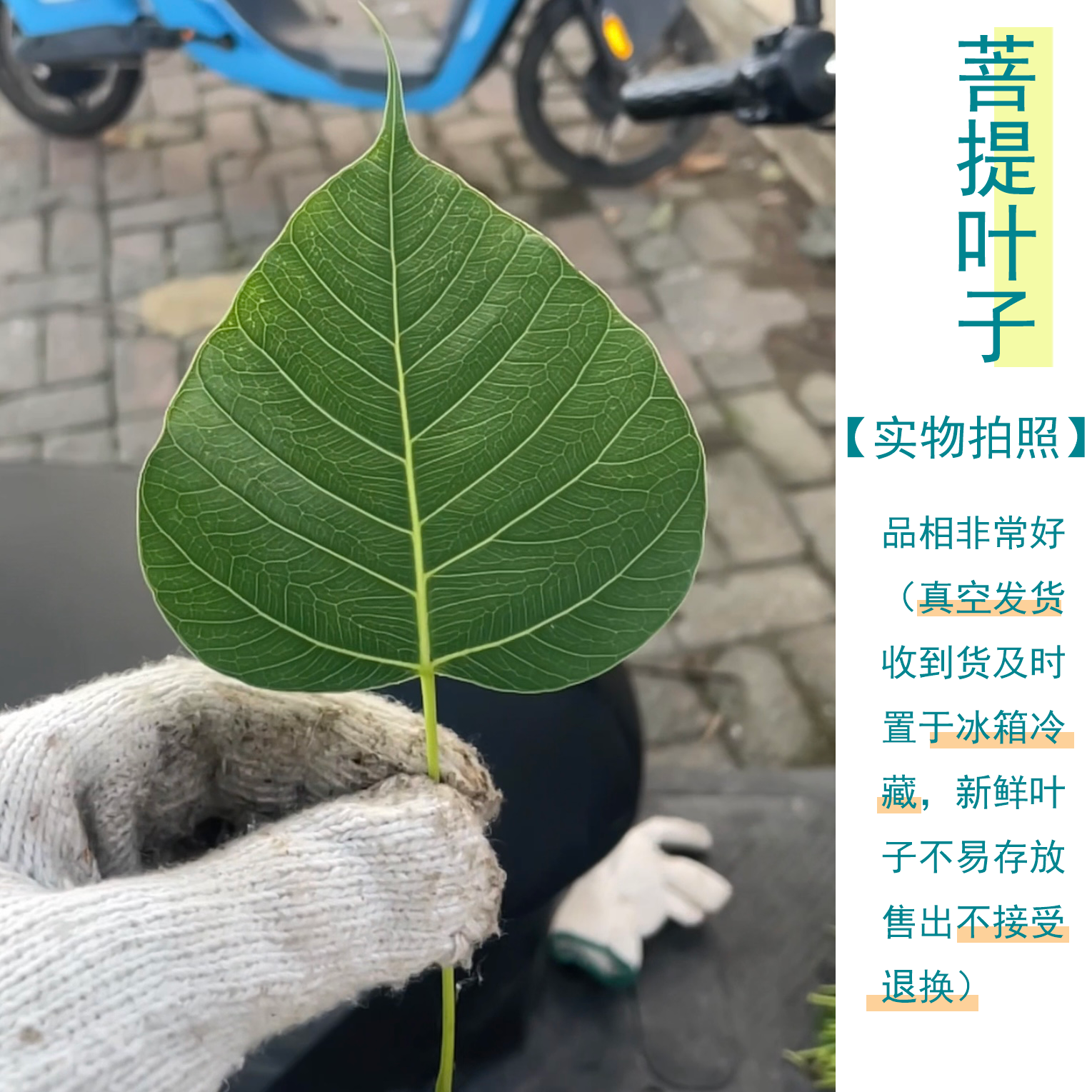新鲜天然菩提叶制作叶脉书签装饰画香樟叶手工diy刺绣书法画配材