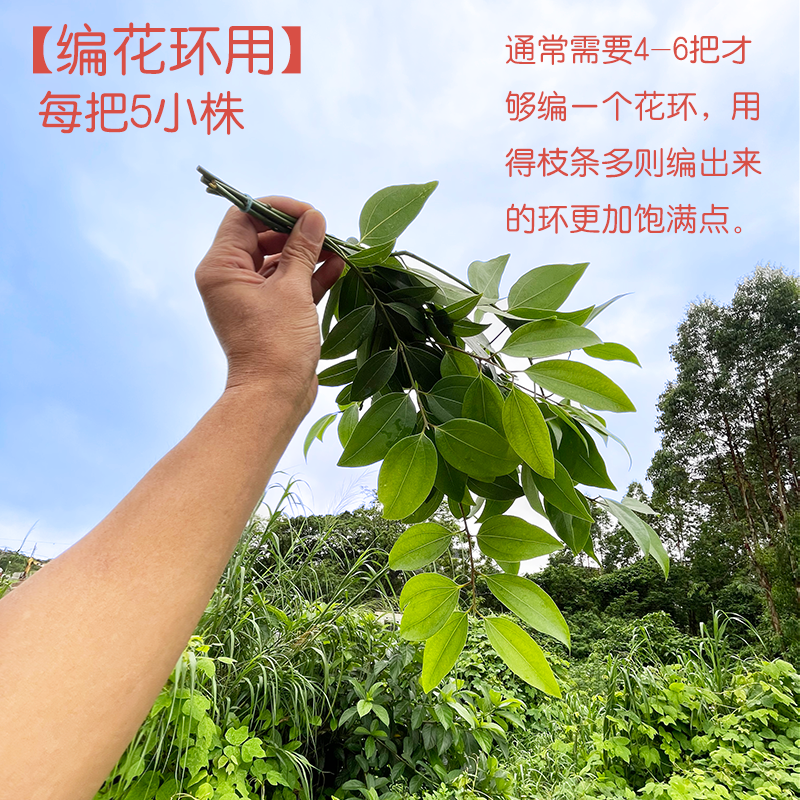 毕业季典礼月桂花环手工编好