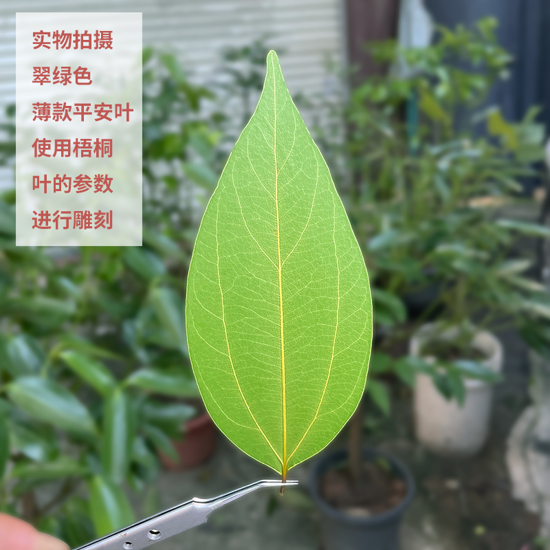 激光叶雕专用薄款叶平安叶保留叶柄标本花艺干叶子脱水真空树叶