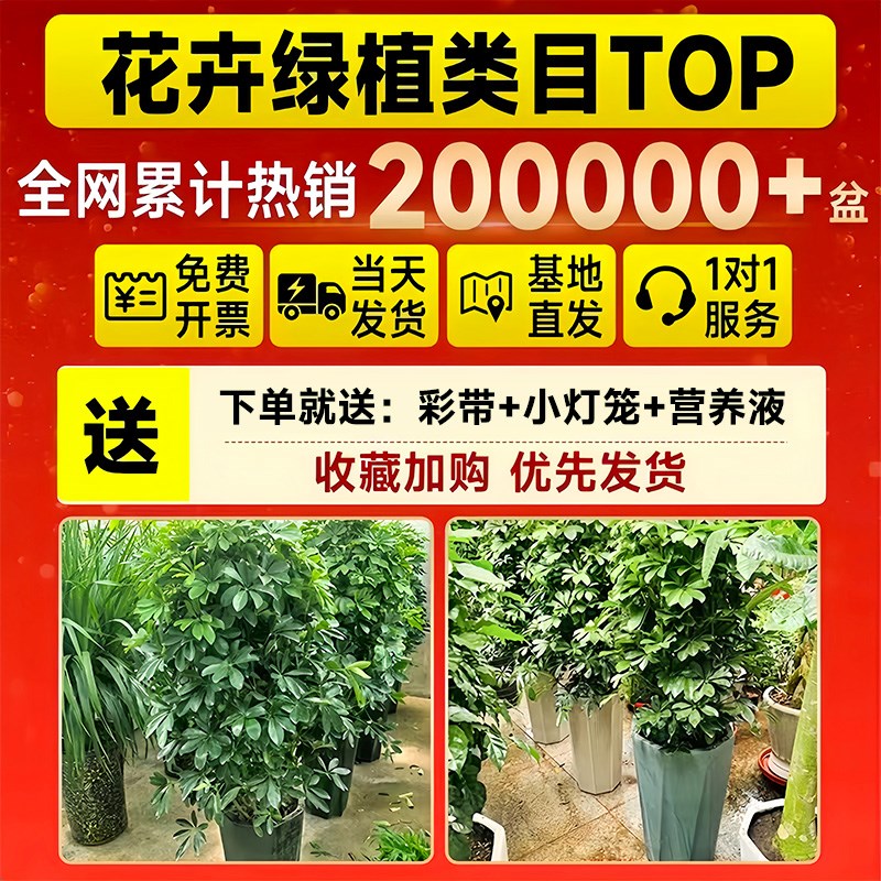 鸭脚木客厅大盆栽真绿植办公室内八方来财鸭掌木大型四季常青植物