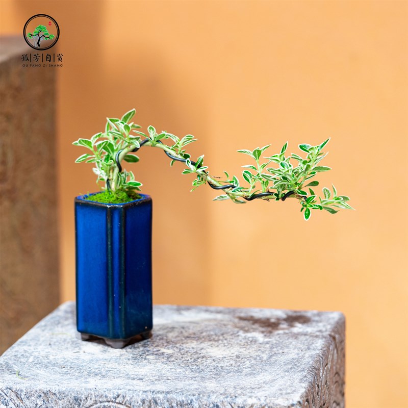 悬崖六月雪微盆景茶室室内办公室茶几海岛绿植桌面盆栽组合小盆栽