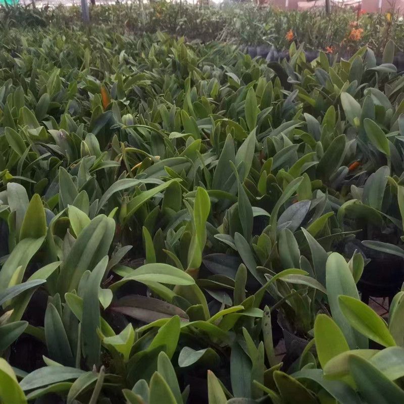 卡特兰秋香带花盆栽洋兰梦香兰文心兰跳舞兰蝴蝶兰君子兰花卉绿植