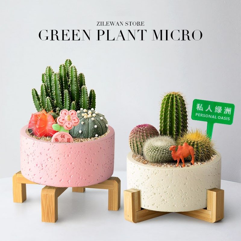 多肉植物室内桌面盆栽仙人掌办公室四季好养懒人花卉生日礼物送人