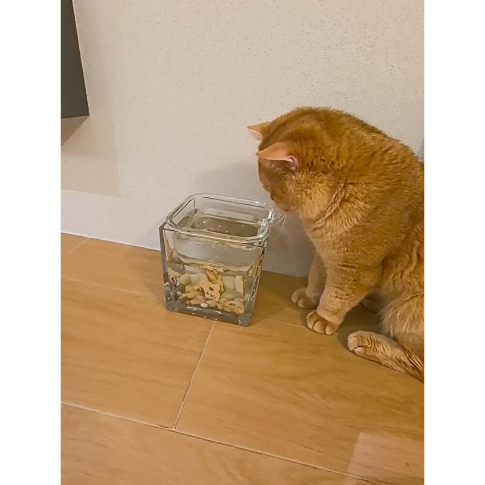玻璃鱼缸猫碗高脚水碗防打翻骗水神器防黑下巴创意骗猫咪喝水碗