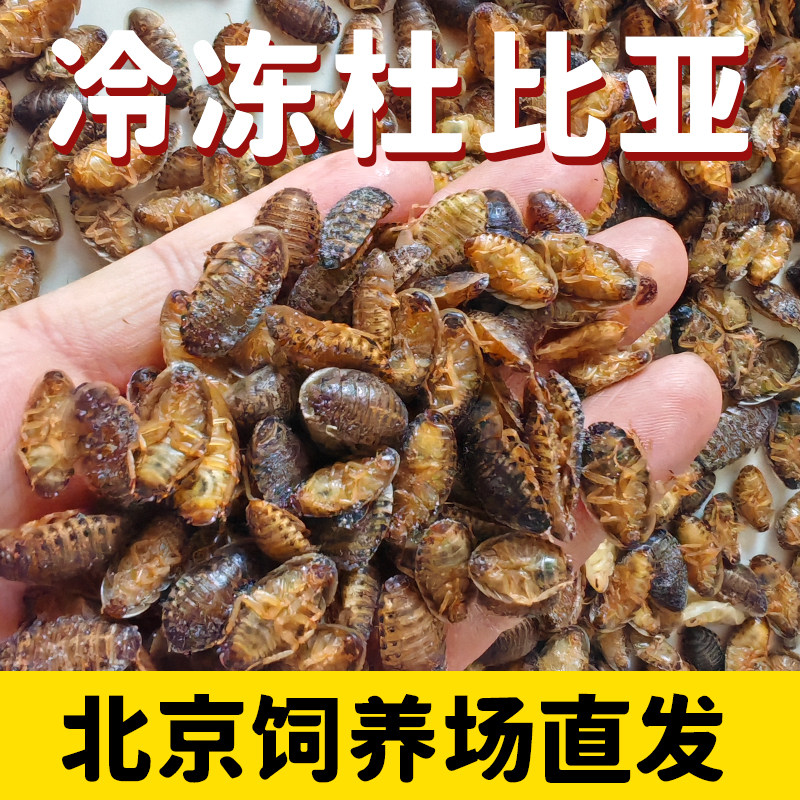 北京发货冷冻杜比亚蟑螂幼体饲料