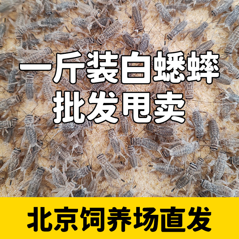 北京发货活体白蟋蟀爬宠饲料一斤