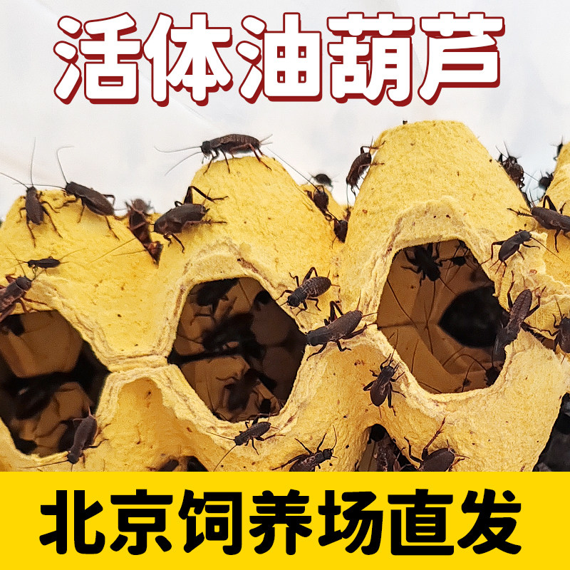 北京发货油葫芦活体爬宠饲料