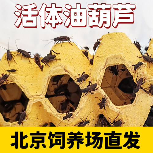 北京发货油葫芦活体爬宠饲料