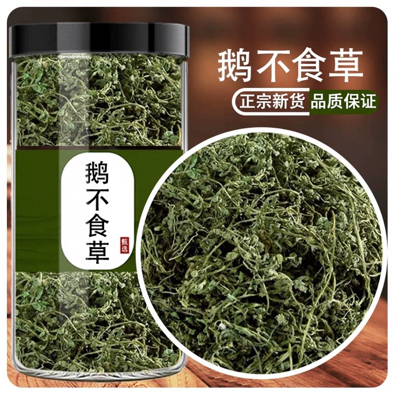 野生鹅不食草中药材鹅不吃草新鲜干草药鹅不食草正宗广西鹅不食草