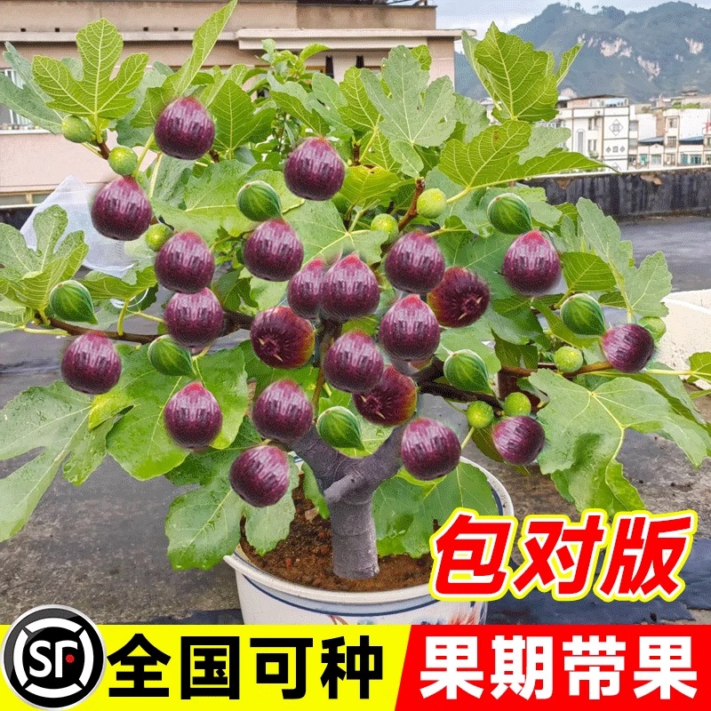 无花果树苗芭劳奈波姬红