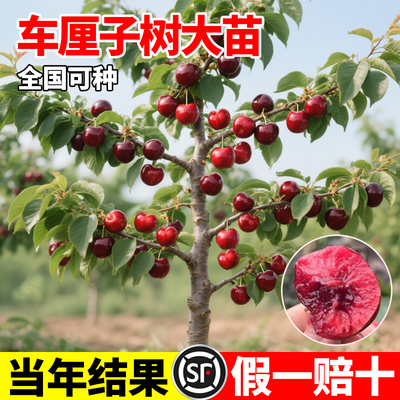 正宗车厘子树苗当年结果