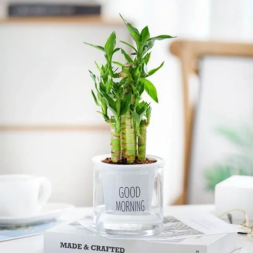 富贵竹文昌竹4支荷花竹土培植物办公室净化空气桌面小