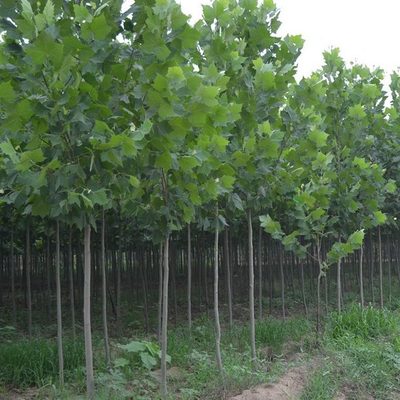 行植物皮桐树苗青苗木青庭院绿化园林法道泡桐梧桐苗桐法国树苗
