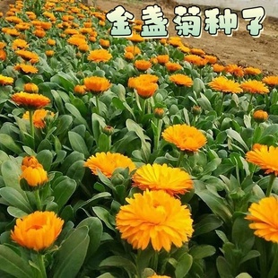 金盏菊种子金盏花耐寒花种子景观绿化庭院观花种子阳台盆栽草花卉