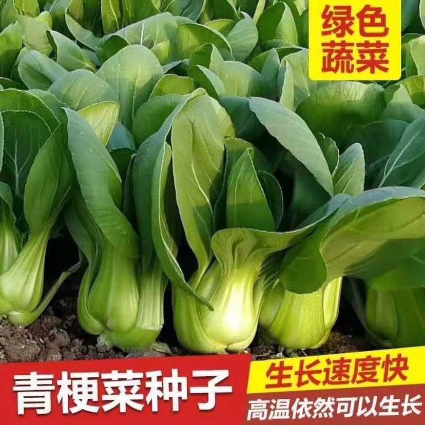 四季上海青菜种籽小油菜小青菜种孑白菜快菜阳台盆栽蔬菜种子大全