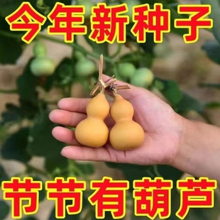 种植庭院阳台爬藤植物种子室内绿色葫芦籽 小手捻葫芦种子盆栽四季