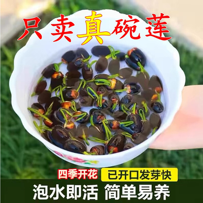 碗莲种子籽水培植物四季室内鱼缸苗种植睡莲荷花莲子藕水莲花